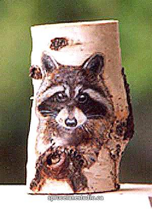 Racoon